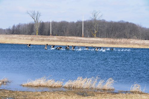 Tract 1 - 452+/- Acres Offered in 14 Tracts - DeKalb County, Indiana and Williams County, Ohio