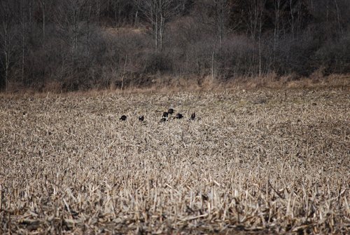Property photo 83 - 452+/- Acres Offered in 14 Tracts - DeKalb County, Indiana and Williams County, Ohio