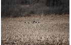 Property photo 83 - 452+/- Acres Offered in 14 Tracts - DeKalb County, Indiana and Williams County, Ohio