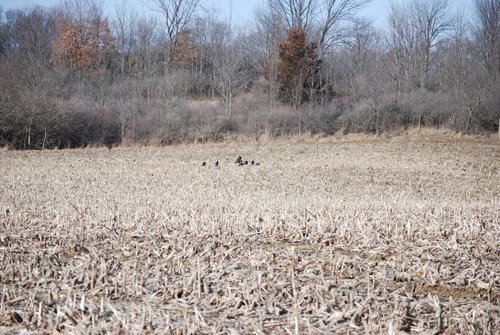 Property photo 68 - 452+/- Acres Offered in 14 Tracts - DeKalb County, Indiana and Williams County, Ohio