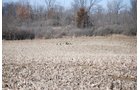 Property photo 68 - 452+/- Acres Offered in 14 Tracts - DeKalb County, Indiana and Williams County, Ohio