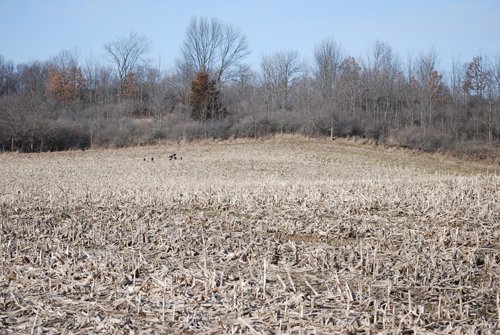 Property photo 32 - 452+/- Acres Offered in 14 Tracts - DeKalb County, Indiana and Williams County, Ohio