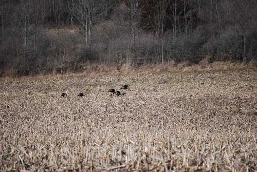 Property photo 48 - 452+/- Acres Offered in 14 Tracts - DeKalb County, Indiana and Williams County, Ohio