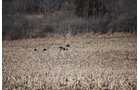 Property photo 48 - 452+/- Acres Offered in 14 Tracts - DeKalb County, Indiana and Williams County, Ohio