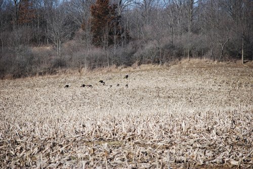 Property photo 63 - 452+/- Acres Offered in 14 Tracts - DeKalb County, Indiana and Williams County, Ohio