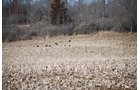 Property photo 63 - 452+/- Acres Offered in 14 Tracts - DeKalb County, Indiana and Williams County, Ohio