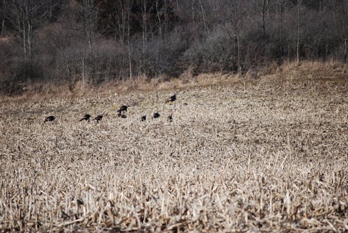Property photo 37 - 452+/- Acres Offered in 14 Tracts - DeKalb County, Indiana and Williams County, Ohio