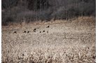 Property photo 37 - 452+/- Acres Offered in 14 Tracts - DeKalb County, Indiana and Williams County, Ohio