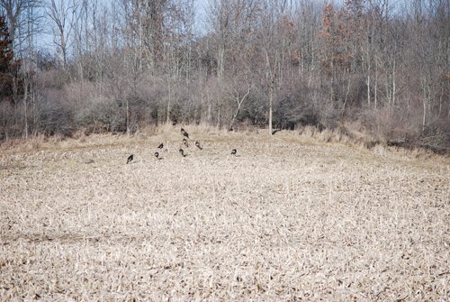 Property photo 72 - 452+/- Acres Offered in 14 Tracts - DeKalb County, Indiana and Williams County, Ohio