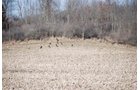 Property photo 72 - 452+/- Acres Offered in 14 Tracts - DeKalb County, Indiana and Williams County, Ohio
