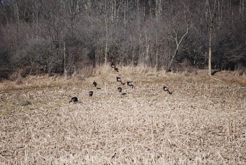 Property photo 50 - 452+/- Acres Offered in 14 Tracts - DeKalb County, Indiana and Williams County, Ohio