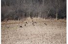Property photo 50 - 452+/- Acres Offered in 14 Tracts - DeKalb County, Indiana and Williams County, Ohio