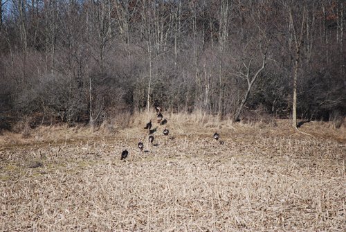 Property photo 64 - 452+/- Acres Offered in 14 Tracts - DeKalb County, Indiana and Williams County, Ohio