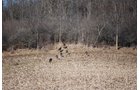 Property photo 64 - 452+/- Acres Offered in 14 Tracts - DeKalb County, Indiana and Williams County, Ohio
