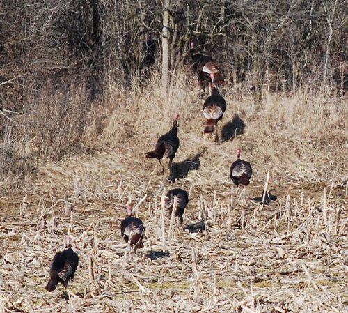 Property photo 45 - 452+/- Acres Offered in 14 Tracts - DeKalb County, Indiana and Williams County, Ohio