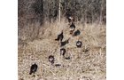 Property photo 45 - 452+/- Acres Offered in 14 Tracts - DeKalb County, Indiana and Williams County, Ohio