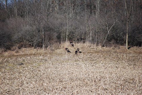 Property photo 57 - 452+/- Acres Offered in 14 Tracts - DeKalb County, Indiana and Williams County, Ohio
