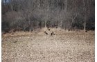 Property photo 57 - 452+/- Acres Offered in 14 Tracts - DeKalb County, Indiana and Williams County, Ohio