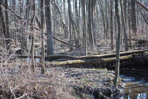 Property photo 56 - 452+/- Acres Offered in 14 Tracts - DeKalb County, Indiana and Williams County, Ohio