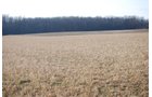 Property photo 82 - 452+/- Acres Offered in 14 Tracts - DeKalb County, Indiana and Williams County, Ohio