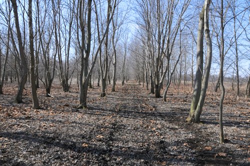 Property photo 30 - 247+/- Acres Offered in 8 Tracts