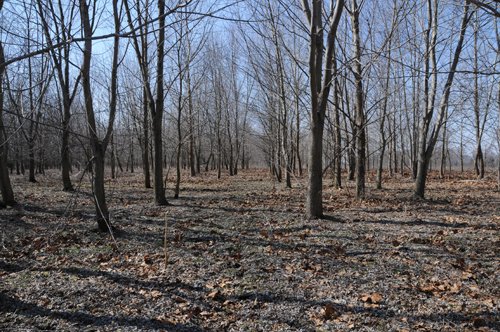 Property photo 10 - 247+/- Acres Offered in 8 Tracts