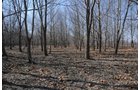 Property photo 10 - 247+/- Acres Offered in 8 Tracts