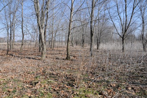 Property photo 8 - 247+/- Acres Offered in 8 Tracts