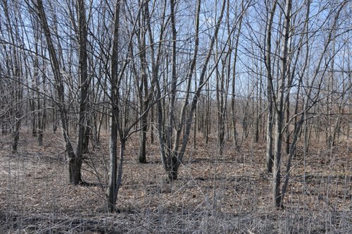 Property photo 9 - 247+/- Acres Offered in 8 Tracts
