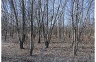 Property photo 9 - 247+/- Acres Offered in 8 Tracts