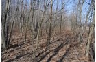 Property photo 39 - 247+/- Acres Offered in 8 Tracts