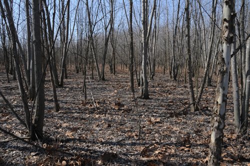 Property photo 65 - 247+/- Acres Offered in 8 Tracts