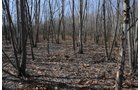 Property photo 65 - 247+/- Acres Offered in 8 Tracts