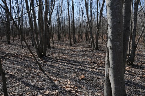 Property photo 20 - 247+/- Acres Offered in 8 Tracts