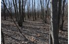 Property photo 20 - 247+/- Acres Offered in 8 Tracts