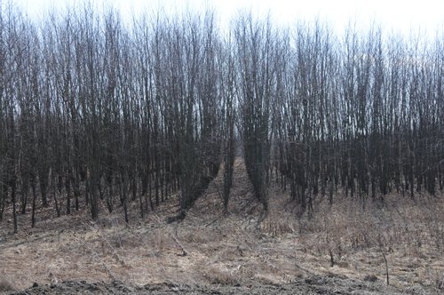 Property photo 47 - 247+/- Acres Offered in 8 Tracts