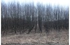 Property photo 47 - 247+/- Acres Offered in 8 Tracts