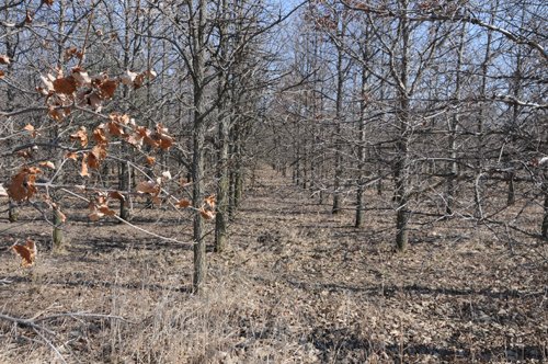 Property photo 18 - 247+/- Acres Offered in 8 Tracts