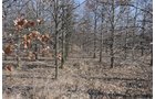 Property photo 18 - 247+/- Acres Offered in 8 Tracts