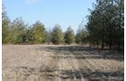 Property photo 3 - 247+/- Acres Offered in 8 Tracts