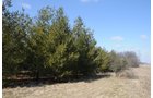Property photo 28 - 247+/- Acres Offered in 8 Tracts