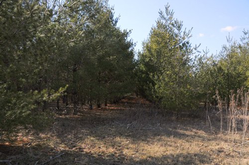 Property photo 27 - 247+/- Acres Offered in 8 Tracts