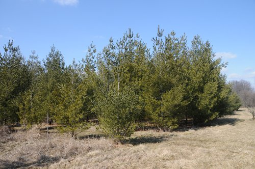 Property photo 66 - 247+/- Acres Offered in 8 Tracts
