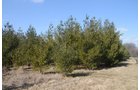 Property photo 66 - 247+/- Acres Offered in 8 Tracts