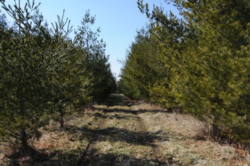 Property photo 53 - 247+/- Acres Offered in 8 Tracts