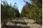 Property photo 53 - 247+/- Acres Offered in 8 Tracts