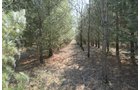 Property photo 38 - 247+/- Acres Offered in 8 Tracts