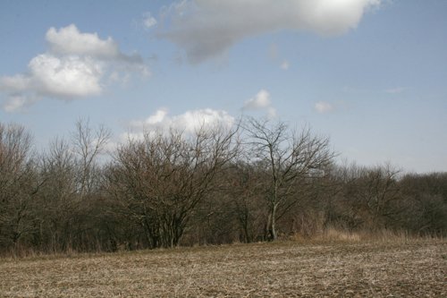 Property photo 6 - 98+/- Acres Offered in 1 Tract of Productive Tillable Land