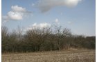 Property photo 6 - 98+/- Acres Offered in 1 Tract of Productive Tillable Land