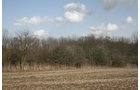 Property photo 2 - 98+/- Acres Offered in 1 Tract of Productive Tillable Land